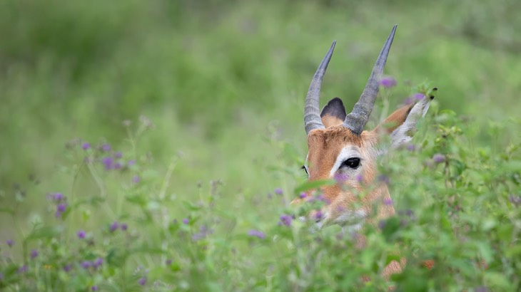 impala