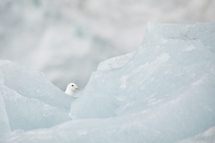 ivory gull