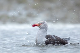 dolphin gull