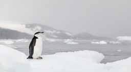 chinstrap penguin