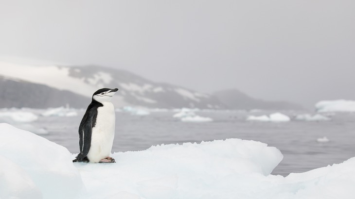 chinstrap penguin