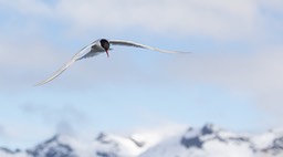 antarctic tern