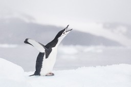 chinstrap penguin