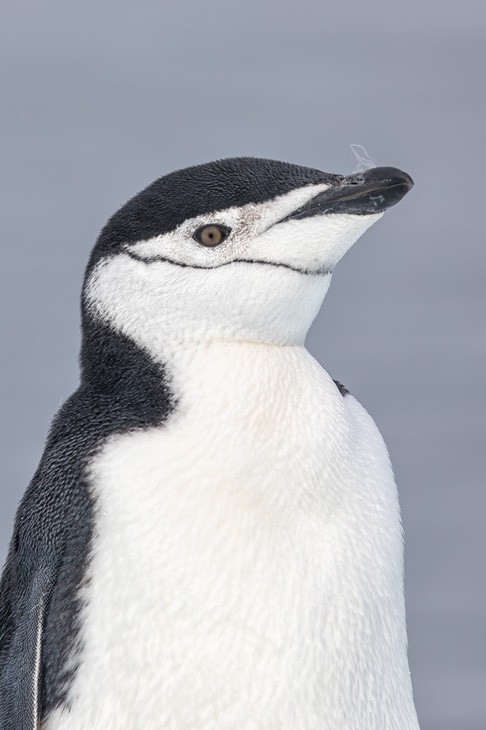 chinstrap penguin