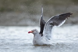 dolphin gull