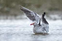 dolphin gull