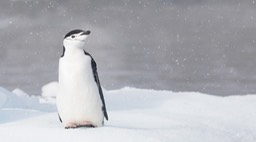 chinstrap penguin