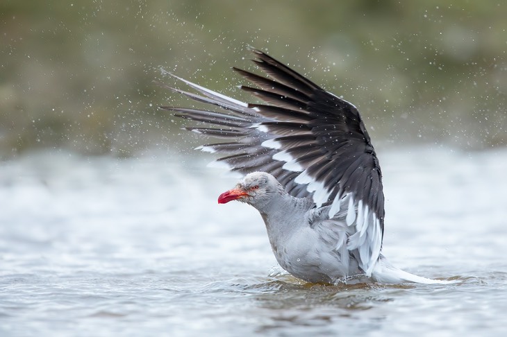 dolphin gull