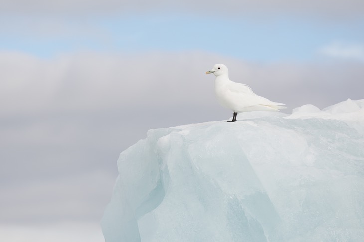 ivory gull