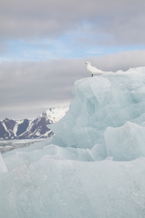 ivory gull