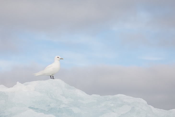 ivory gull