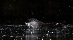 common otter