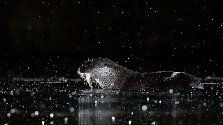 common otter