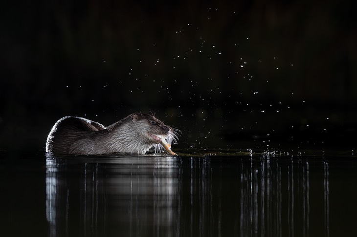 common otter