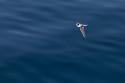 antarctic tern