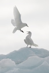 ivory gull