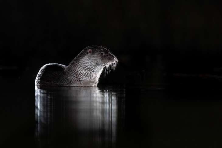 common otter