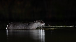 common otter