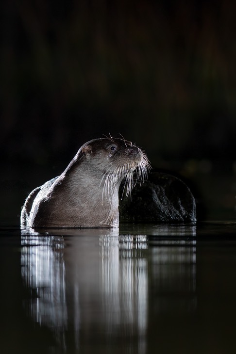 common otter