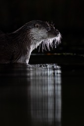 common otter