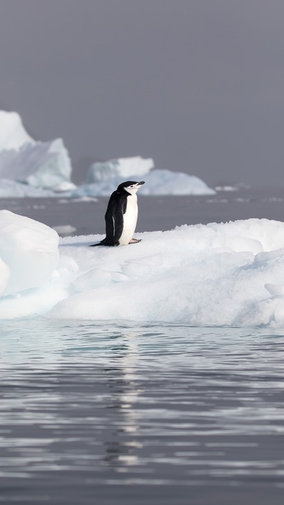 chinstrap penguin