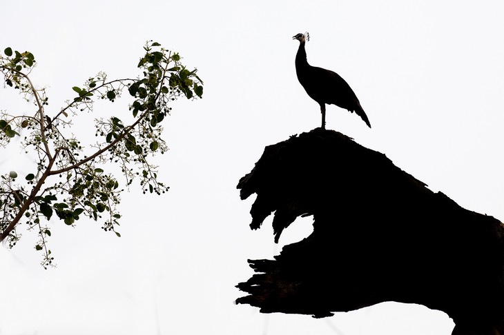 indian peafowl