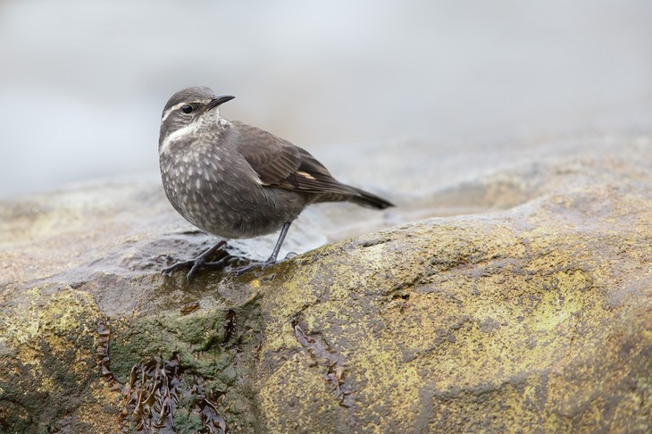 dark bellied cinclodes