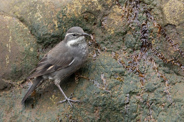 dark bellied cinclodes