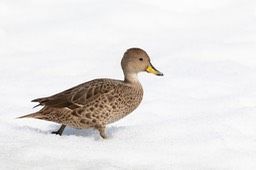 south georgia pintail