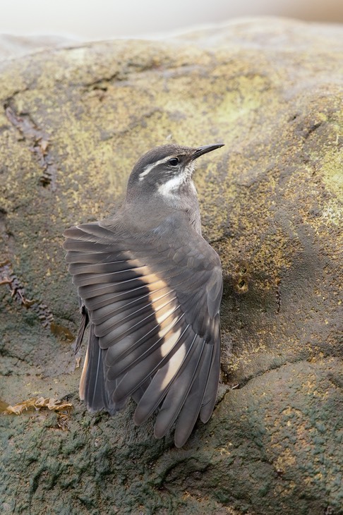 dark bellied cinclodes