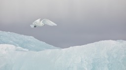 ivory gull