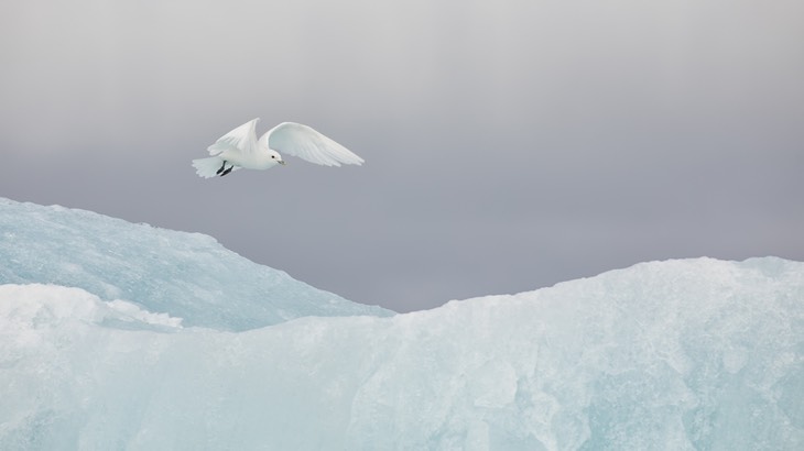 ivory gull