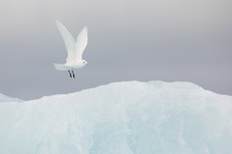 ivory gull