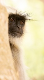 hanuman langur