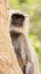 hanuman langur