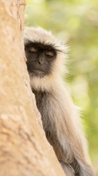 hanuman langur