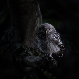 little owl