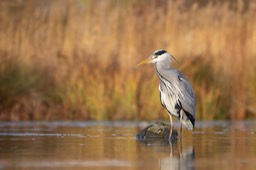 grey heron