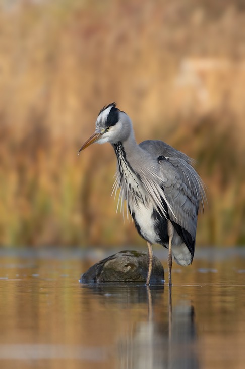 grey heron