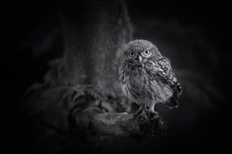 little owl