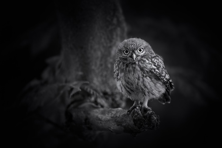 little owl