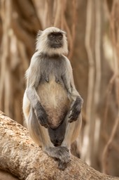 hanuman langur