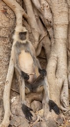 hanuman langur