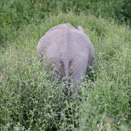 elephant