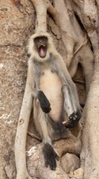 hanuman langur