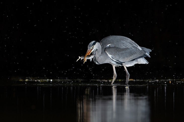 grey heron