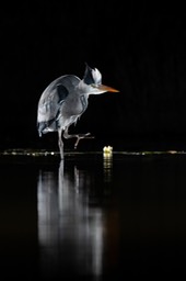 grey heron