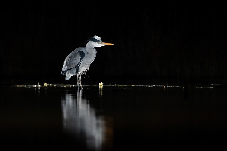 grey heron