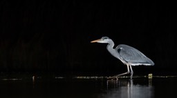 grey heron