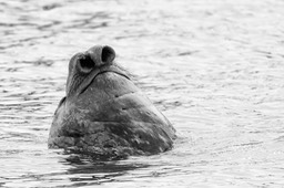 southern elephant seal